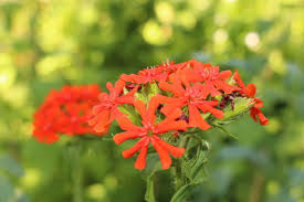 Image result for Lychnis chalcedonica `Dusky Salmon`