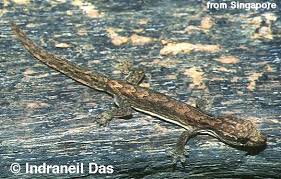 Attēlu rezultāti vaicājumam “Liocola lugubris”