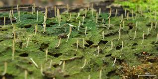 Attēlu rezultāti vaicājumam “Multiclavula mucida”