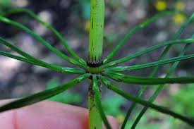 Attēlu rezultāti vaicājumam “Equisetum pratense”
