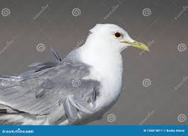 Attēlu rezultāti vaicājumam “Larus canus adult”