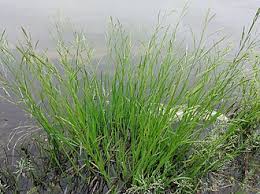 Attēlu rezultāti vaicājumam “Glyceria fluitans leaf”