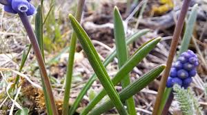 Attēlu rezultāti vaicājumam “Muscari botryoides”