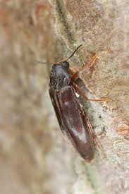 Attēlu rezultāti vaicājumam “Melandryidae”