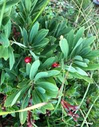Attēlu rezultāti vaicājumam “Daphne mezereum leaf”