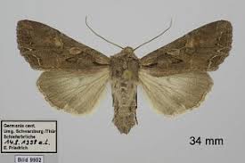 Attēlu rezultāti vaicājumam “Lacanobia suasa”