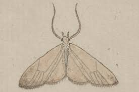 Attēlu rezultāti vaicājumam “Eana argentana”