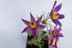 Image result for Kuhschelle