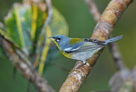 Image result for Parula americana