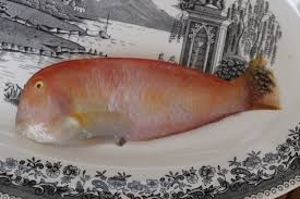 Image result for Xyrichtys novacula