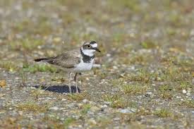 Attēlu rezultāti vaicājumam “Charadrius dubius adult”