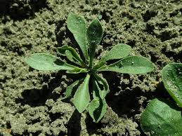 Attēlu rezultāti vaicājumam “Silene otites”