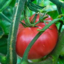 Afbeeldingsresultaat voor brandywine cherry tomato