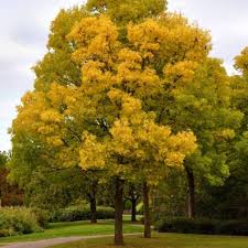 Attēlu rezultāti vaicājumam “Fraxinus excelsior”