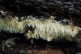 Attēlu rezultāti vaicājumam “Dentipellis fragilis”