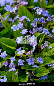 Attēlu rezultāti vaicājumam “Omphalodes verna flower”