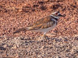 Image result for Charadrius vociferus