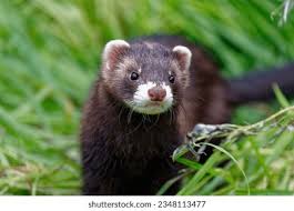 Attēlu rezultāti vaicājumam “Mustela putorius”