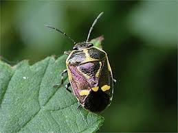 Attēlu rezultāti vaicājumam “Eurydema oleracea imago”