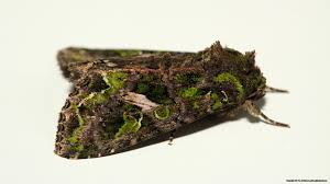 Attēlu rezultāti vaicājumam “Trachea atriplicis”