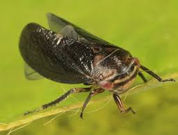 Attēlu rezultāti vaicājumam “Oncopsis sp.”