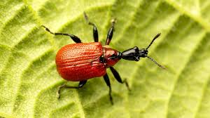 Attēlu rezultāti vaicājumam “Attelabidae”