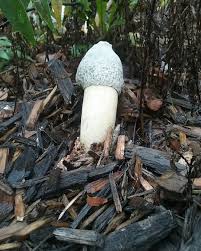 Attēlu rezultāti vaicājumam “Phallus impudicus”