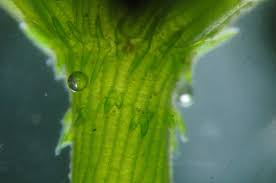 Attēlu rezultāti vaicājumam “Chara intermedia male”