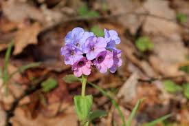 Attēlu rezultāti vaicājumam “Pulmonaria obscura flower”