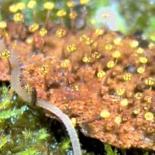 Attēlu rezultāti vaicājumam “Physarum viride macro”