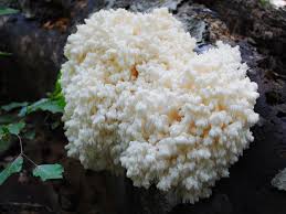 Attēlu rezultāti vaicājumam “Hericium coralloides”