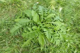 Attēlu rezultāti vaicājumam “Cirsium oleraceum”