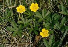 Attēlu rezultāti vaicājumam “Potentilla reptans”