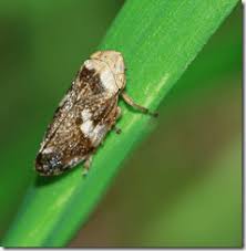 Attēlu rezultāti vaicājumam “Philaenus spumarius nymph”