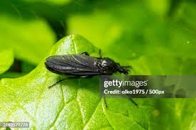 Attēlu rezultāti vaicājumam “Bibionidae”