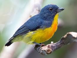 Attēlu rezultāti vaicājumam “Didymium xanthopus”