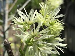 Attēlu rezultāti vaicājumam “Chionanthus virginicus”