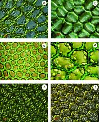 Attēlu rezultāti vaicājumam “Odontoschisma denudatum cells”