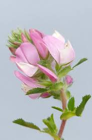 Attēlu rezultāti vaicājumam “Ononis arvensis bud”