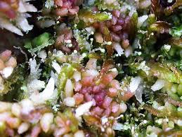 Attēlu rezultāti vaicājumam “Calypogeia neesiana”