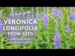 Attēlu rezultāti vaicājumam “Veronica longifolia bud”