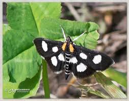 Attēlu rezultāti vaicājumam “Anania funebris”
