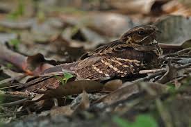 Attēlu rezultāti vaicājumam “Caprimulgus europaeus juvenile”