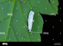 Attēlu rezultāti vaicājumam “Yponomeuta evonymella”