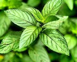 Image result for Mentha piperita
