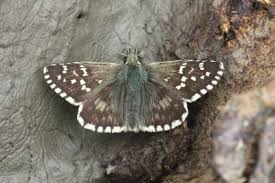 Attēlu rezultāti vaicājumam “Pyrgus serratulae”