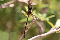Attēlu rezultāti vaicājumam “Aeshnidae”