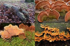 Attēlu rezultāti vaicājumam “Stereum fasciatum”