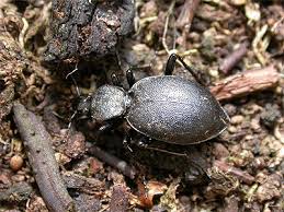 Attēlu rezultāti vaicājumam “Cychrus caraboides”