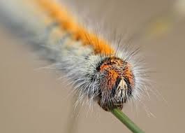 Attēlu rezultāti vaicājumam “Lasiocampa trifolii male”